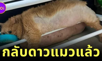 "โครชิค (Kroshik)" แมวส้มหุ่นตุ้ยนุ้ยที่พยายามหนีออกจากคอร์สลดน้ำหนัก แต่ไม่สำเร็จ ได้เดินทางกลับดาวแมวแล้ว
