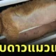 "โครชิค (Kroshik)" แมวส้มหุ่นตุ้ยนุ้ยที่พยายามหนีออกจากคอร์สลดน้ำหนัก แต่ไม่สำเร็จ ได้เดินทางกลับดาวแมวแล้ว