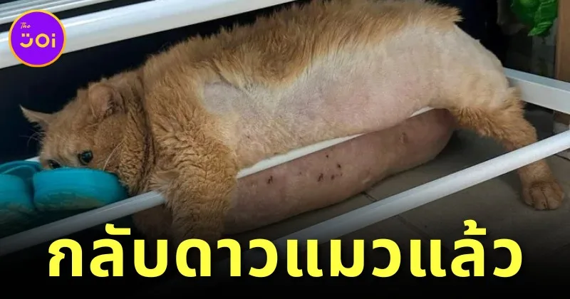 "โครชิค (Kroshik)" แมวส้มหุ่นตุ้ยนุ้ยที่พยายามหนีออกจากคอร์สลดน้ำหนัก แต่ไม่สำเร็จ ได้เดินทางกลับดาวแมวแล้ว