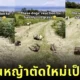 PLOY The Joi 800 x 420 1