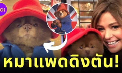 ไวรัล! น้องหมาปอมหน้าตาน่ารักตัวหนึ่งกลายเป็นไวรัลไปทั่วโลกในชั่วข้ามคืน เพราะหน้าตาคล้ายกับ "หมีแพดดิงตัน"