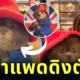 ไวรัล! น้องหมาปอมหน้าตาน่ารักตัวหนึ่งกลายเป็นไวรัลไปทั่วโลกในชั่วข้ามคืน เพราะหน้าตาคล้ายกับ "หมีแพดดิงตัน"