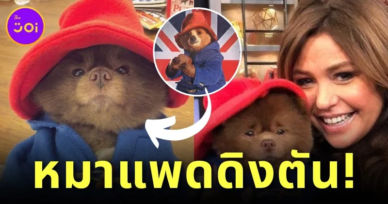ไวรัล! น้องหมาปอมหน้าตาน่ารักตัวหนึ่งกลายเป็นไวรัลไปทั่วโลกในชั่วข้ามคืน เพราะหน้าตาคล้ายกับ "หมีแพดดิงตัน"