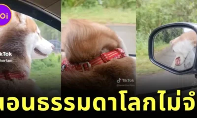 เผยคลิปวิดีโอน้องหมาไซบีเรียน ฮัสกี้ นั่งหลับในรถด้วยท่าทางที่แปลกเกินปุยมุ้ย?! จนกลายเป็นไวรัลบน "TikTok"