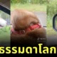 เผยคลิปวิดีโอน้องหมาไซบีเรียน ฮัสกี้ นั่งหลับในรถด้วยท่าทางที่แปลกเกินปุยมุ้ย?! จนกลายเป็นไวรัลบน "TikTok"
