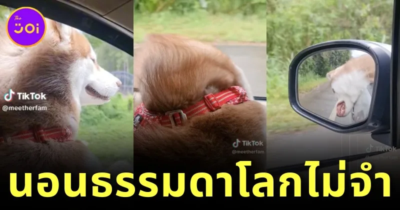 เผยคลิปวิดีโอน้องหมาไซบีเรียน ฮัสกี้ นั่งหลับในรถด้วยท่าทางที่แปลกเกินปุยมุ้ย?! จนกลายเป็นไวรัลบน "TikTok"