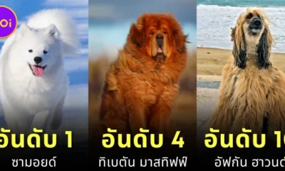 เผย 10 อันดับสายพันธุ์สุนัขที่ราคาแพงที่สุดในโลกประจำปี 2024 โดย "Prudent Pet Insurance"
