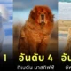 เผย 10 อันดับสายพันธุ์สุนัขที่ราคาแพงที่สุดในโลกประจำปี 2024 โดย "Prudent Pet Insurance"