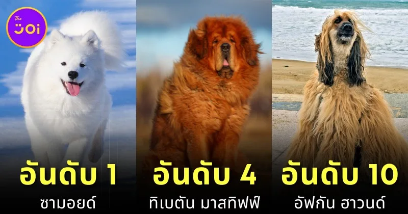 เผย 10 อันดับสายพันธุ์สุนัขที่ราคาแพงที่สุดในโลกประจำปี 2024 โดย "Prudent Pet Insurance"
