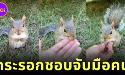 เผยคลิปวิดีโอสุดน่ารักของ "Turkey" กระรอกน้อยชอบจับมือคน ที่ใครเห็นเป็นต้องใจฟู!
