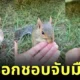 เผยคลิปวิดีโอสุดน่ารักของ "Turkey" กระรอกน้อยชอบจับมือคน ที่ใครเห็นเป็นต้องใจฟู!