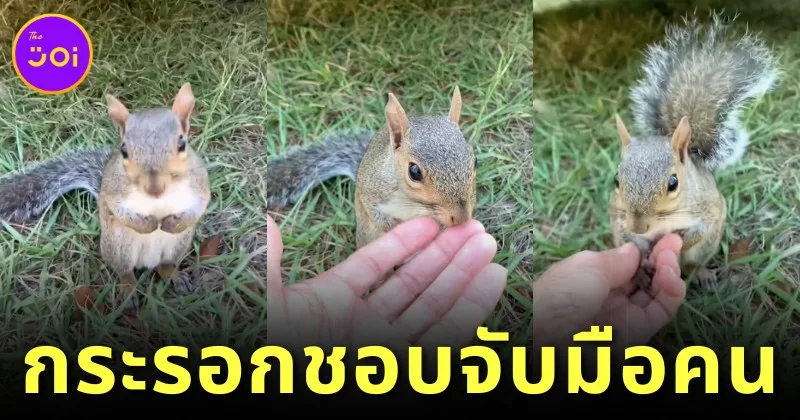 เผยคลิปวิดีโอสุดน่ารักของ "Turkey" กระรอกน้อยชอบจับมือคน ที่ใครเห็นเป็นต้องใจฟู!