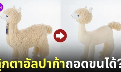 ตุ๊กตาอัลปาก้า felissimo