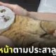 ทาสมาส์กหน้าให้น้องแมวมินิระ