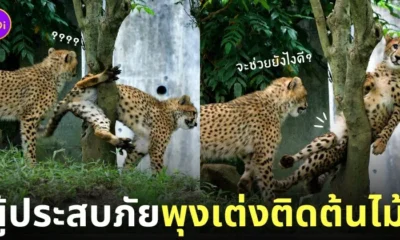 ภาพเสือชีตาห์เด็ก พุงเต่งติดต้นไม้