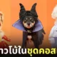 ภาพน้องหมาใส่ชุดคอสเพลย์วันฮาโลวีน
