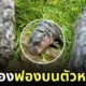 ที่มาของฟองบนตัวหมูเด้ง