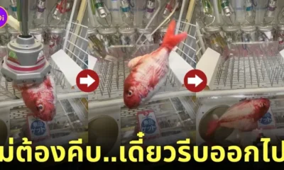 คลิปคีบตุ๊กตาปลาดิ้นหล่นเอง