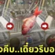 คลิปคีบตุ๊กตาปลาดิ้นหล่นเอง