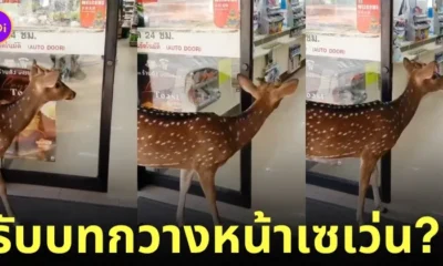 ป๋องแป๋ง กวางดาว แวะเข้าเซเว่น สวนสัตว์เปิดเขาเขียว