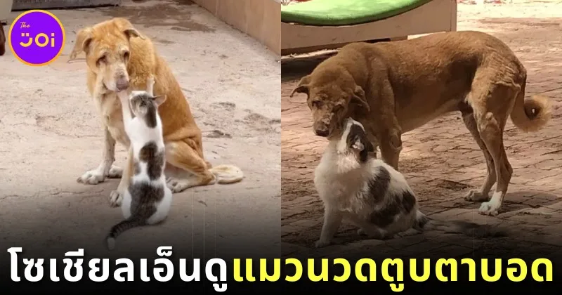 cat massages old blind dog
