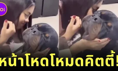 rottweiler asks for a kiss on his cheek