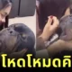 rottweiler asks for a kiss on his cheek
