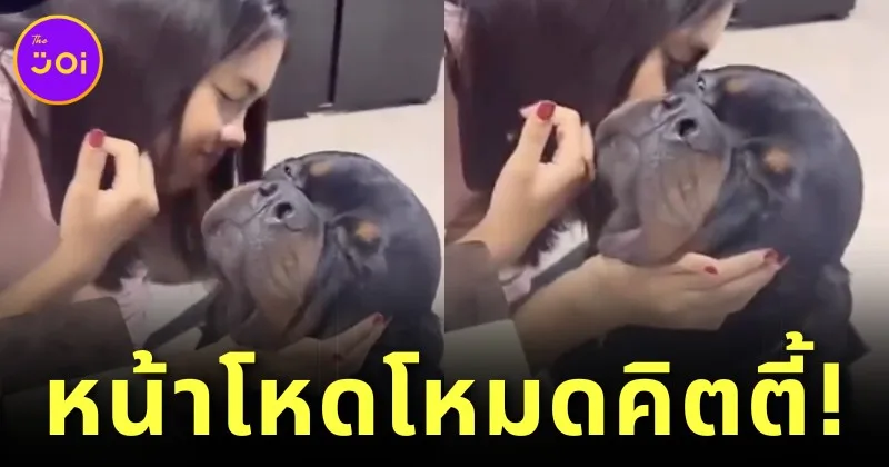 rottweiler asks for a kiss on his cheek