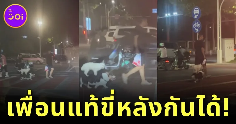 ตึงจัด! สุนัขตัวเล็กขี่หลังเพื่อน "คอร์กี้" ข้ามถนน เกิดเป็นภาพน่ารัก จนกลายเป็นไวรัล 33 ล้านวิว!