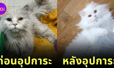 25 before and after strayed cat adopted Part 1