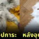 25 before and after strayed cat adopted Part 1