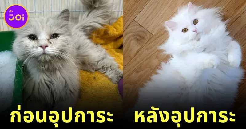25 before and after strayed cat adopted Part 1