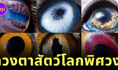 พาส่อง 28 ภาพดวงตาสัตว์สุดแปลกที่ใครเห็นเป็นต้องอึ้ง! โดยช่างภาพชาวอาร์เมเนีย "Suren Manvelyan"