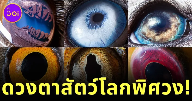 พาส่อง 28 ภาพดวงตาสัตว์สุดแปลกที่ใครเห็นเป็นต้องอึ้ง! โดยช่างภาพชาวอาร์เมเนีย "Suren Manvelyan"