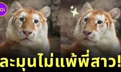 พาส่องความน่ารักของ "น้องเอวา" เสือโคร่งสีทองแห่ง "เชียงใหม่ไนท์ซาฟารี" ที่แบ๊วไม่แพ้พี่สาว "ลูน่า"
