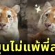 พาส่องความน่ารักของ "น้องเอวา" เสือโคร่งสีทองแห่ง "เชียงใหม่ไนท์ซาฟารี" ที่แบ๊วไม่แพ้พี่สาว "ลูน่า"
