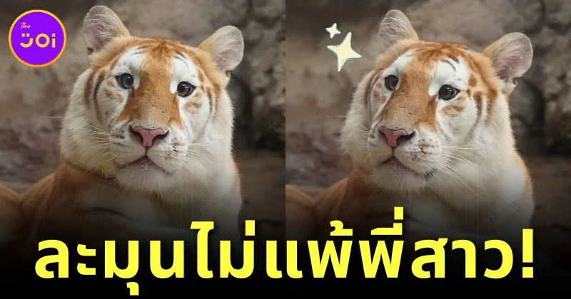 พาส่องความน่ารักของ "น้องเอวา" เสือโคร่งสีทองแห่ง "เชียงใหม่ไนท์ซาฟารี" ที่แบ๊วไม่แพ้พี่สาว "ลูน่า"