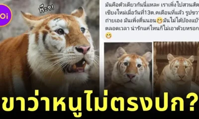 พาส่องคอมเมนต์สุดฮาของชาวเน็ต หลังมีสาวดราม่า "น้องเอวา" เสือโคร่งสีทองแห่ง "เชียงใหม่ไนท์ซาฟารี" ตัวจริงไม่ตรงปก