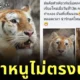 พาส่องคอมเมนต์สุดฮาของชาวเน็ต หลังมีสาวดราม่า "น้องเอวา" เสือโคร่งสีทองแห่ง "เชียงใหม่ไนท์ซาฟารี" ตัวจริงไม่ตรงปก