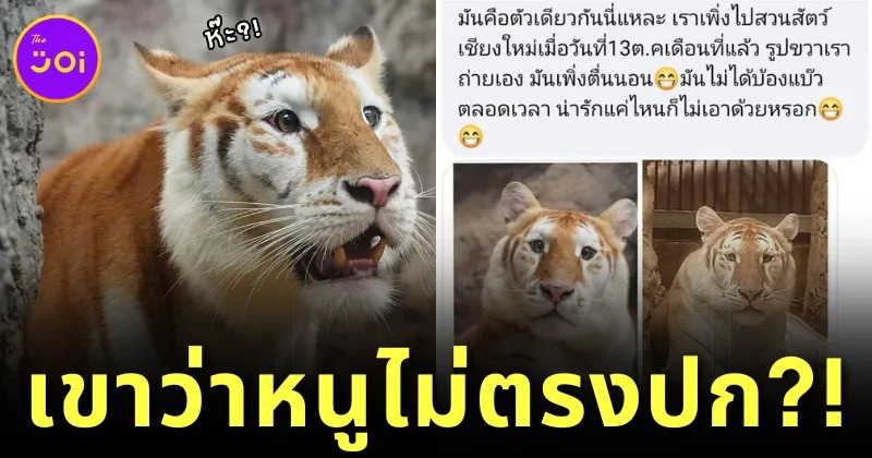 พาส่องคอมเมนต์สุดฮาของชาวเน็ต หลังมีสาวดราม่า "น้องเอวา" เสือโคร่งสีทองแห่ง "เชียงใหม่ไนท์ซาฟารี" ตัวจริงไม่ตรงปก