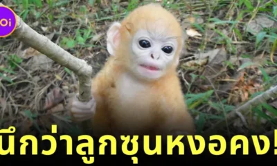 ส่องความน่ารักของ "ลูกค่างแว่นถิ่นเหนือ" ซูเปอร์สตาร์แห่งเขตรักษาพันธุ์สัตว์ป่าทุ่งใหญ่นเรศวรด้านตะวันออก