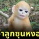 ส่องความน่ารักของ "ลูกค่างแว่นถิ่นเหนือ" ซูเปอร์สตาร์แห่งเขตรักษาพันธุ์สัตว์ป่าทุ่งใหญ่นเรศวรด้านตะวันออก