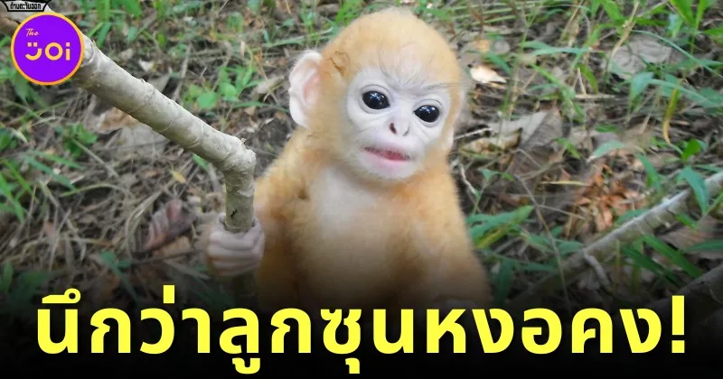 ส่องความน่ารักของ "ลูกค่างแว่นถิ่นเหนือ" ซูเปอร์สตาร์แห่งเขตรักษาพันธุ์สัตว์ป่าทุ่งใหญ่นเรศวรด้านตะวันออก