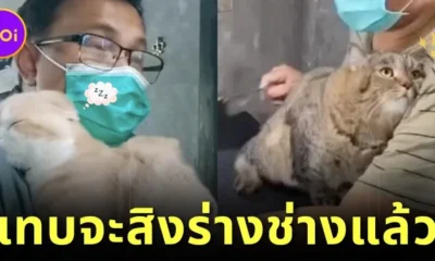 เจ้าของร้านอาบน้ำแมวแชร์ภาพลูกค้าไม่ยอมให้แตะตัว แต่น้องขอซบอกแทน เกิดเป็นภาพน่ารักเห็นแล้วใจฟู!