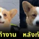 เผยภาพก่อน-หลังรับราชการของ "ฟู่ไจ้ (Fu Zai)" สุนัขตำรวจพันธุ์คอร์กี้ตัวแรกของจีน ที่มีสีหน้าท่าทางเปลี่ยนไปอย่างเห็นได้ชัด!