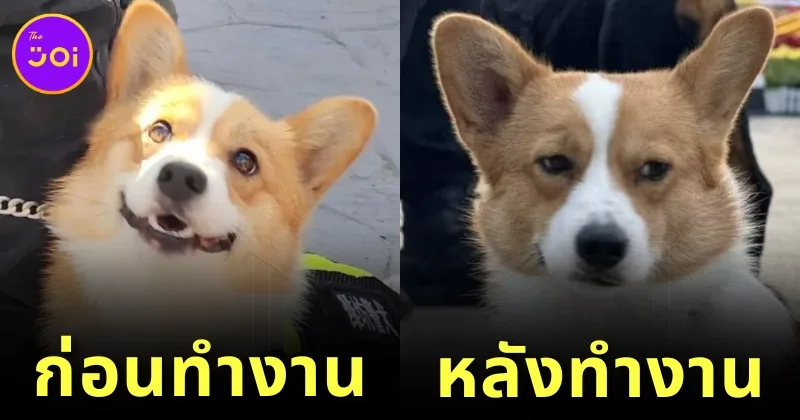 เผยภาพก่อน-หลังรับราชการของ "ฟู่ไจ้ (Fu Zai)" สุนัขตำรวจพันธุ์คอร์กี้ตัวแรกของจีน ที่มีสีหน้าท่าทางเปลี่ยนไปอย่างเห็นได้ชัด!