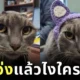 Lady The Cat Received Cat Ear Crochet