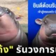 "หมูเด้ง" รันวงการเพลง! ปล่อยเพลงใหม่ 2 ซิงเกิ้ล มีทั้งหมด 4 ภาษา ภายใต้สังกัด "GMM MUSIC"