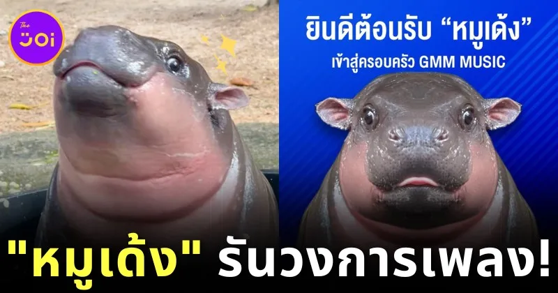 "หมูเด้ง" รันวงการเพลง! ปล่อยเพลงใหม่ 2 ซิงเกิ้ล มีทั้งหมด 4 ภาษา ภายใต้สังกัด "GMM MUSIC"