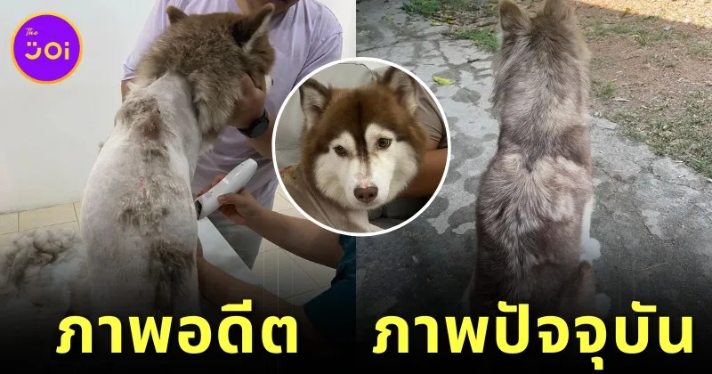 MuayLek Siberian Husky Boiled Water 2024